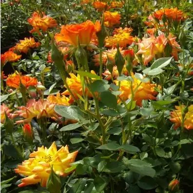Tonuri de portocaliu și galben - trandafiri miniatur - pitici
